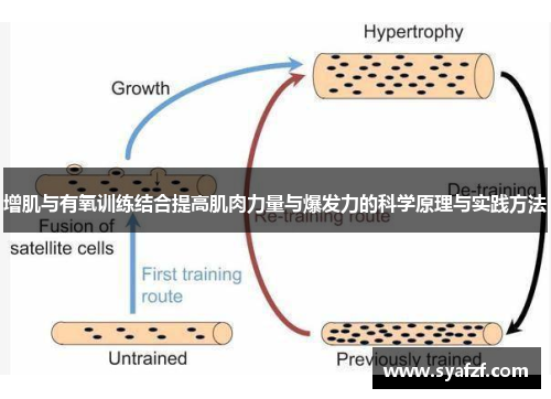 增肌与有氧训练结合提高肌肉力量与爆发力的科学原理与实践方法